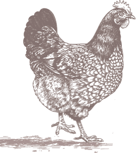 Poulet