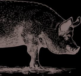 Porc